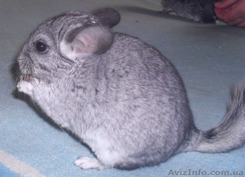 Продам Шиншилл окрас стандарт - <ro>Изображение</ro><ru>Изображение</ru> #2, <ru>Объявление</ru> #351673