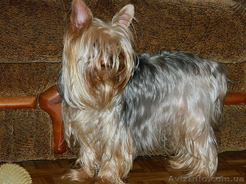 йоркширский терьер.." - <ro>Изображение</ro><ru>Изображение</ru> #1, <ru>Объявление</ru> #453397