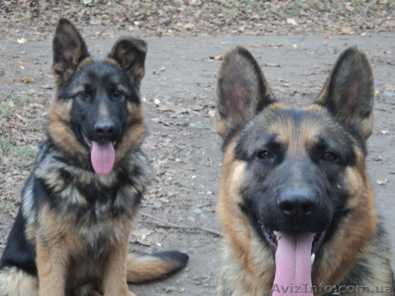 Трансцендентальный - <ro>Изображение</ro><ru>Изображение</ru> #1, <ru>Объявление</ru> #466632