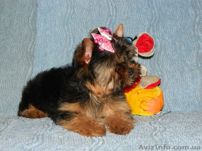 йоркширский терьер.." - <ro>Изображение</ro><ru>Изображение</ru> #2, <ru>Объявление</ru> #453397