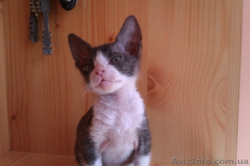 Предлагаются Котята Донского Сфинкса - <ro>Изображение</ro><ru>Изображение</ru> #2, <ru>Объявление</ru> #671628