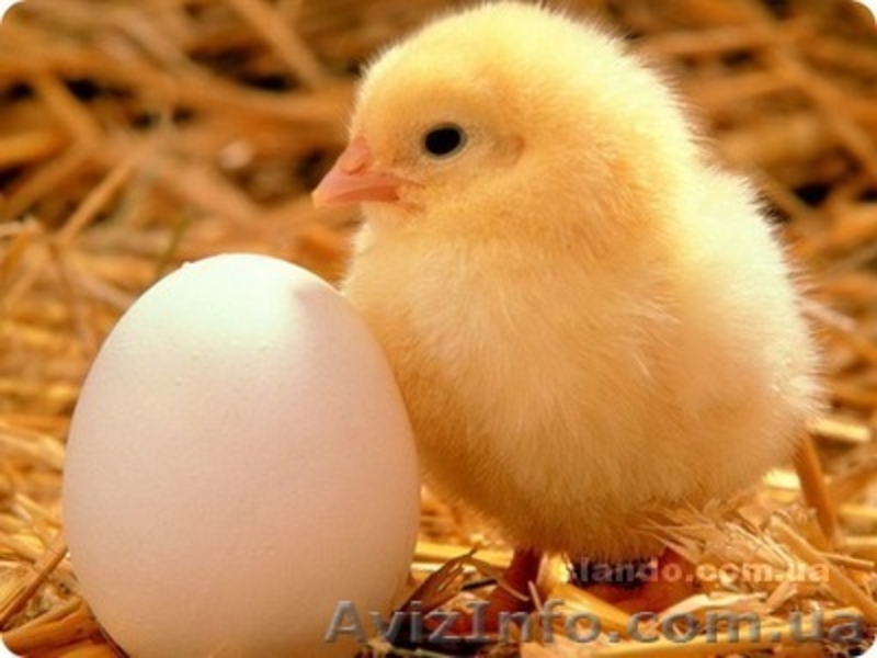 Птицефабрика, продажа или аренда бизнеса - <ro>Изображение</ro><ru>Изображение</ru> #1, <ru>Объявление</ru> #645235