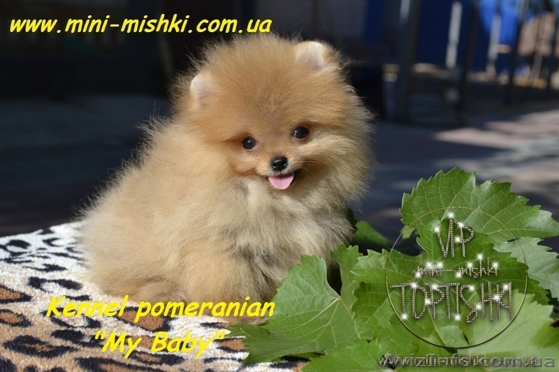 Щенки карликового померанского шпица SHOW-CLASSA! - <ro>Изображение</ro><ru>Изображение</ru> #3, <ru>Объявление</ru> #708160