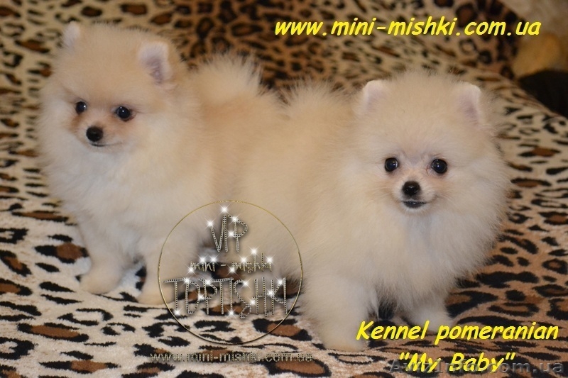 Щенки карликового померанского шпица SHOW-CLASSA! - <ro>Изображение</ro><ru>Изображение</ru> #1, <ru>Объявление</ru> #708160