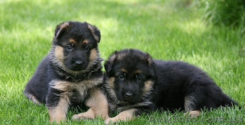 Щенки немецкой овчарки шоу класса - <ro>Изображение</ro><ru>Изображение</ru> #1, <ru>Объявление</ru> #732546