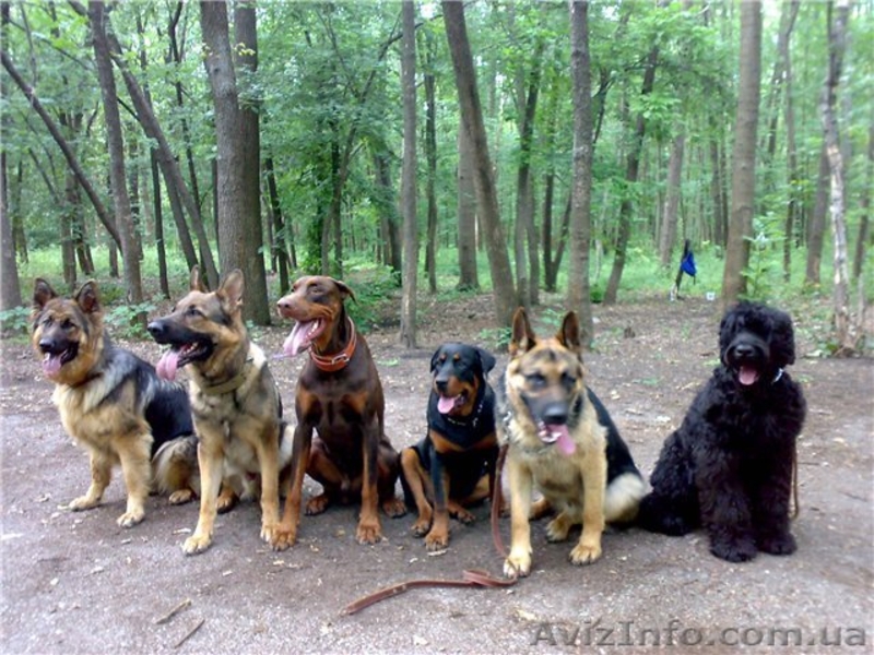 Квалифицированная дрессировка собак г.Кировоград - <ro>Изображение</ro><ru>Изображение</ru> #4, <ru>Объявление</ru> #742194