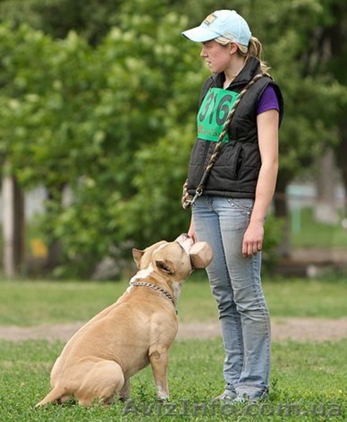 Квалифицированная дрессировка собак г.Кировоград - <ro>Изображение</ro><ru>Изображение</ru> #5, <ru>Объявление</ru> #742194