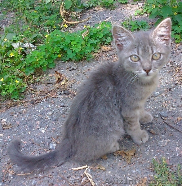 Котёнок  ждёт новую семью. Отдам бесплатно. - <ro>Изображение</ro><ru>Изображение</ru> #1, <ru>Объявление</ru> #733948