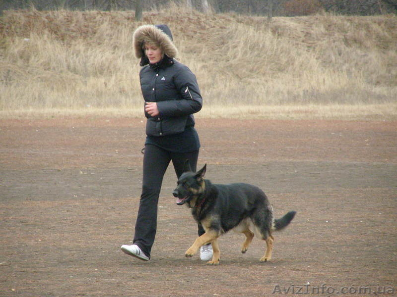 Квалифицированная дрессировка собак г.Кировоград - <ro>Изображение</ro><ru>Изображение</ru> #1, <ru>Объявление</ru> #742194
