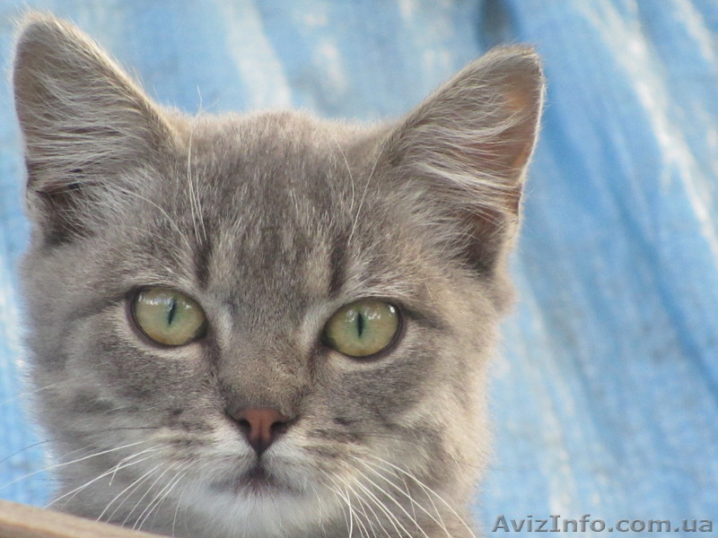 Котёнок  ждёт новую семью. Отдам бесплатно. - <ro>Изображение</ro><ru>Изображение</ru> #2, <ru>Объявление</ru> #733948