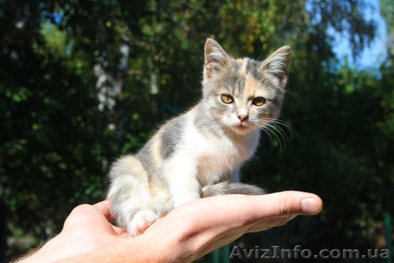 Чудесные котята ищут дом и заботливых хозяев - <ro>Изображение</ro><ru>Изображение</ru> #1, <ru>Объявление</ru> #754722