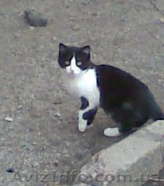 Чудесные котята ищут дом и заботливых хозяев - <ro>Изображение</ro><ru>Изображение</ru> #2, <ru>Объявление</ru> #754722