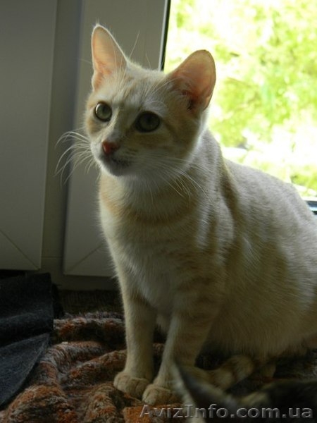 Котики и кошечки в самые добрые руки - <ro>Изображение</ro><ru>Изображение</ru> #10, <ru>Объявление</ru> #780452