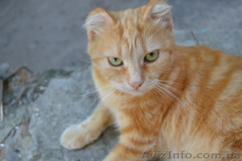 Котики и кошечки в самые добрые руки - <ro>Изображение</ro><ru>Изображение</ru> #2, <ru>Объявление</ru> #780452