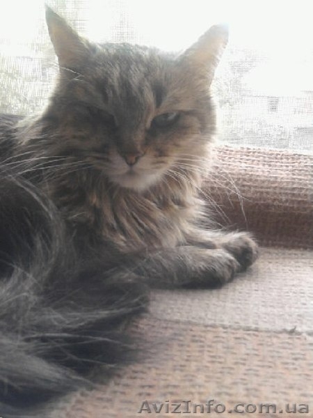 Котики и кошечки в самые добрые руки - <ro>Изображение</ro><ru>Изображение</ru> #7, <ru>Объявление</ru> #780452