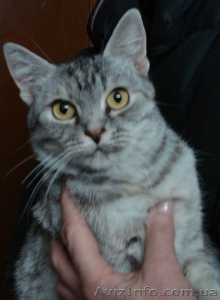 Котики и кошечки в самые добрые руки - <ro>Изображение</ro><ru>Изображение</ru> #6, <ru>Объявление</ru> #780452