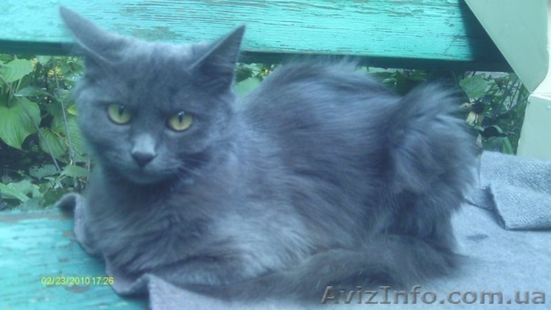 Котики и кошечки в самые добрые руки - <ro>Изображение</ro><ru>Изображение</ru> #9, <ru>Объявление</ru> #780452