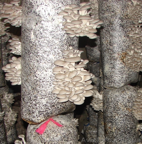 продам мицелий вешенки . консультации Кировоград - <ro>Изображение</ro><ru>Изображение</ru> #1, <ru>Объявление</ru> #775254