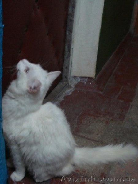 Котики и кошечки в самые добрые руки - <ro>Изображение</ro><ru>Изображение</ru> #8, <ru>Объявление</ru> #780452