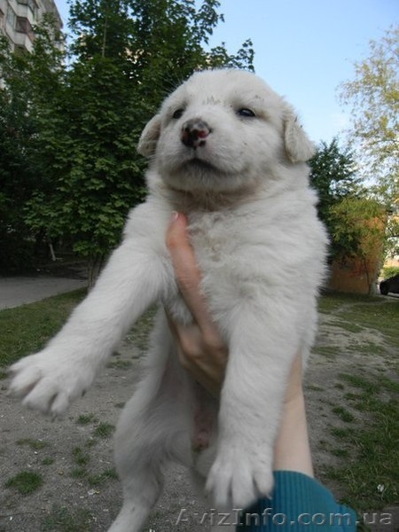 Милые собачки и щеночки ждут Вас - <ro>Изображение</ro><ru>Изображение</ru> #6, <ru>Объявление</ru> #776437