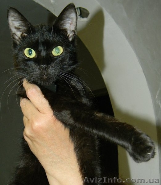 Котики и кошечки в самые добрые руки - <ro>Изображение</ro><ru>Изображение</ru> #3, <ru>Объявление</ru> #780452