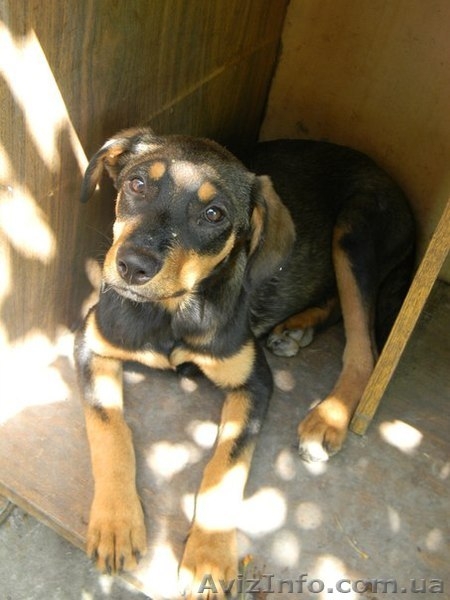 Милые собачки и щеночки ждут Вас - <ro>Изображение</ro><ru>Изображение</ru> #8, <ru>Объявление</ru> #776437