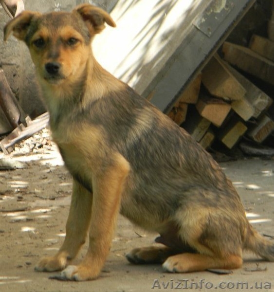 Милые собачки и щеночки ждут Вас - <ro>Изображение</ro><ru>Изображение</ru> #9, <ru>Объявление</ru> #776437