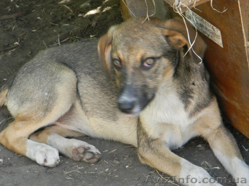 Милые собачки и щеночки ждут Вас - <ro>Изображение</ro><ru>Изображение</ru> #10, <ru>Объявление</ru> #776437