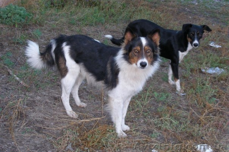 Милые собачки и щеночки ждут Вас - <ro>Изображение</ro><ru>Изображение</ru> #1, <ru>Объявление</ru> #776437