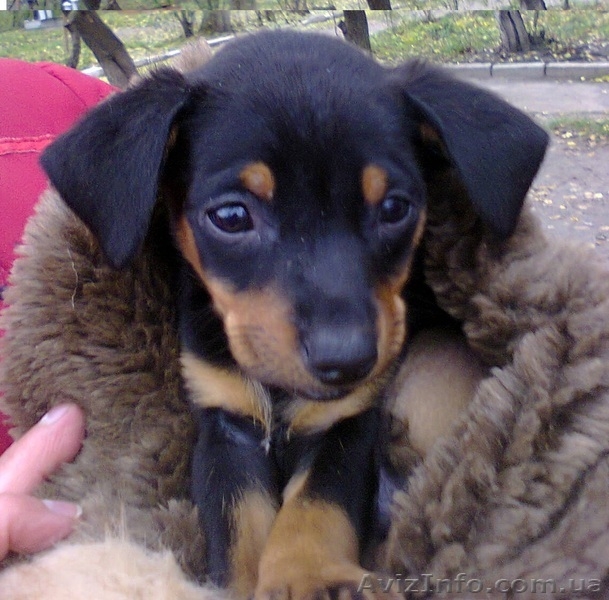 Продам щенков мопса и карликового пинчера - <ro>Изображение</ro><ru>Изображение</ru> #2, <ru>Объявление</ru> #792278