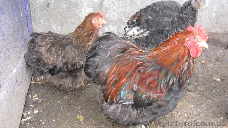 декоративные куры - <ro>Изображение</ro><ru>Изображение</ru> #1, <ru>Объявление</ru> #808910