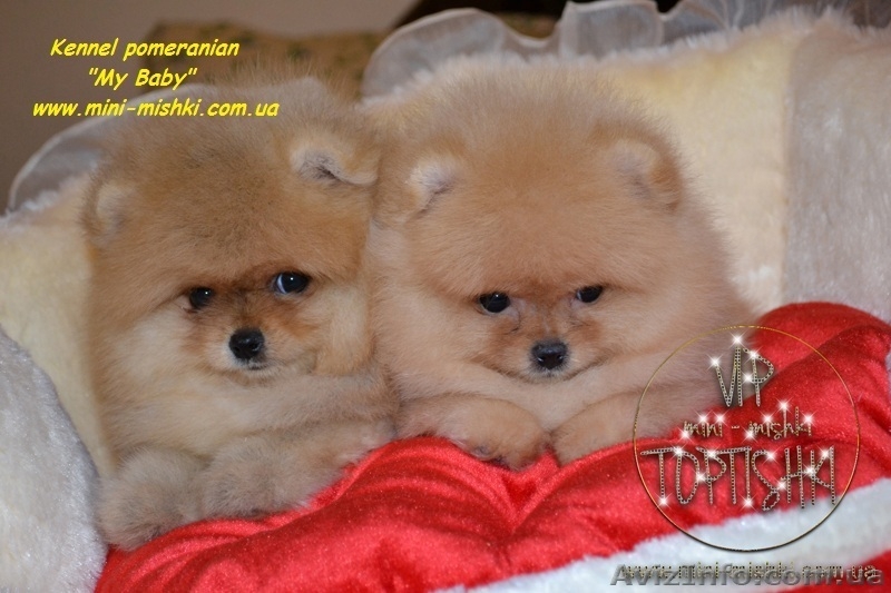 Элитные щенки померанского шпица - <ro>Изображение</ro><ru>Изображение</ru> #1, <ru>Объявление</ru> #849230
