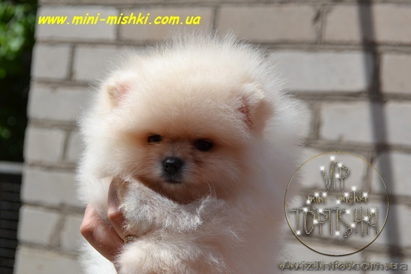 Элитные щенки померанского шпица - <ro>Изображение</ro><ru>Изображение</ru> #2, <ru>Объявление</ru> #849230