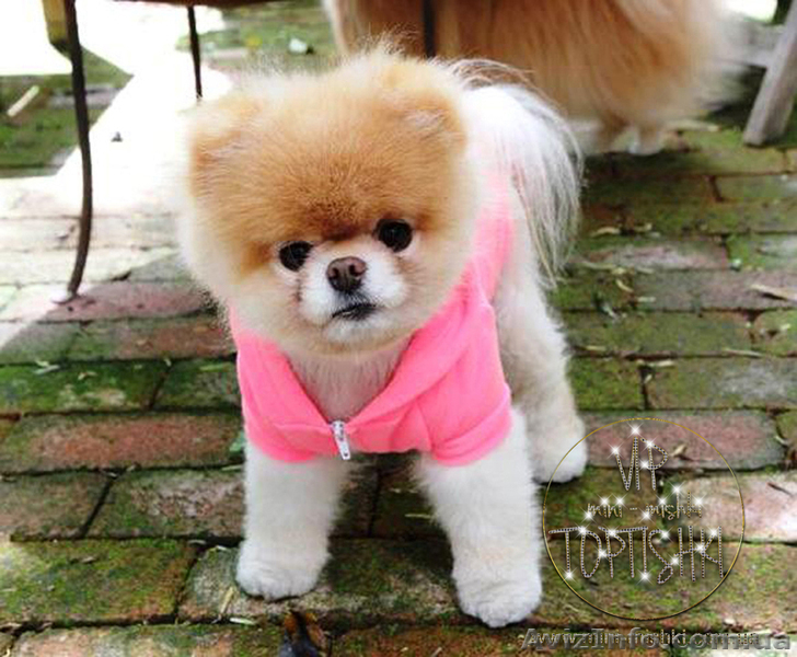 Элитные щенки померанского шпица - <ro>Изображение</ro><ru>Изображение</ru> #3, <ru>Объявление</ru> #849230