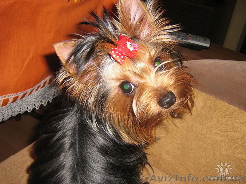 прелестные детки -щеночки йорка - <ro>Изображение</ro><ru>Изображение</ru> #2, <ru>Объявление</ru> #866791