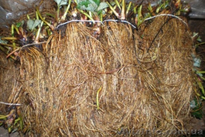 Новейший ремонтатный сорт клубники Свит Эви - <ro>Изображение</ro><ru>Изображение</ru> #2, <ru>Объявление</ru> #871511