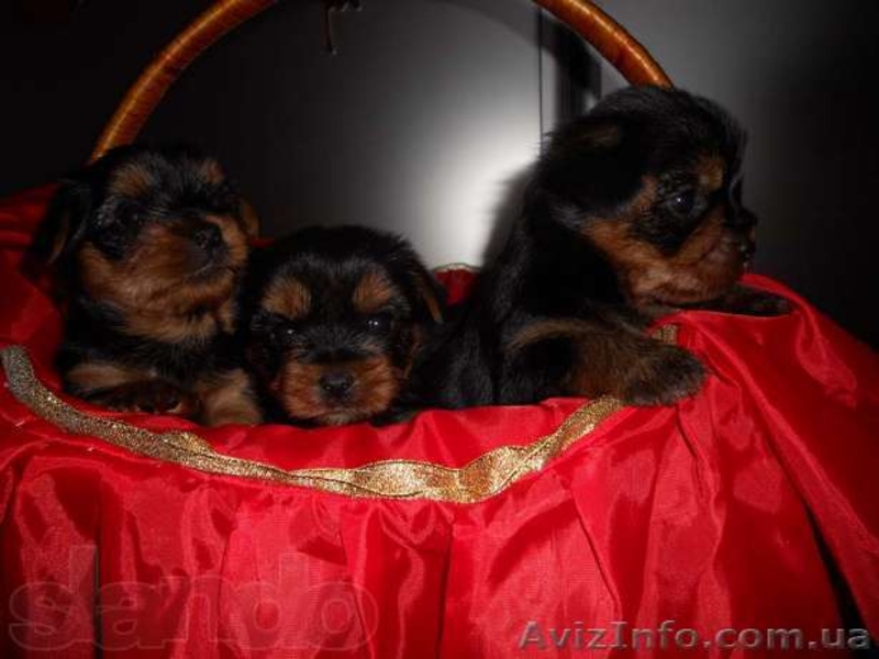 Милые детки йоркширского терьера - <ro>Изображение</ro><ru>Изображение</ru> #1, <ru>Объявление</ru> #859191