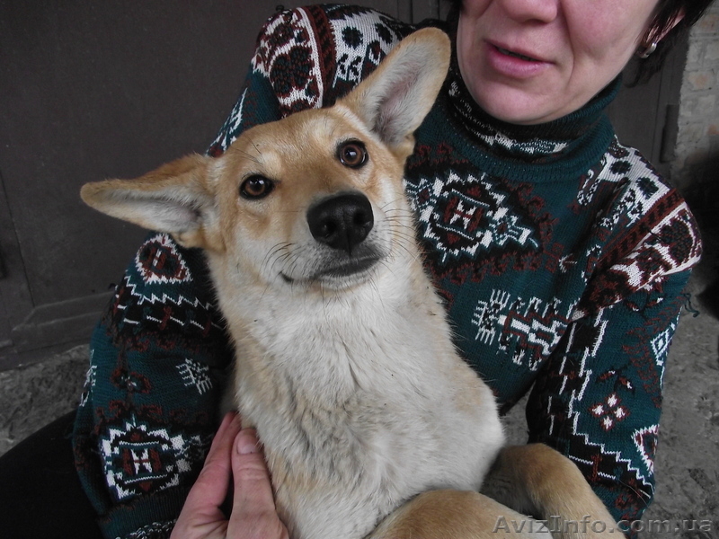 Отдам в хорошие руки собак-подростков - <ro>Изображение</ro><ru>Изображение</ru> #1, <ru>Объявление</ru> #876467