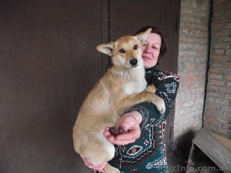 Отдам в хорошие руки собак-подростков - <ro>Изображение</ro><ru>Изображение</ru> #2, <ru>Объявление</ru> #876467