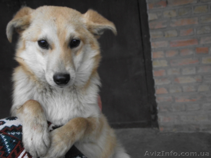 Отдам в хорошие руки собак-подростков - <ro>Изображение</ro><ru>Изображение</ru> #3, <ru>Объявление</ru> #876467