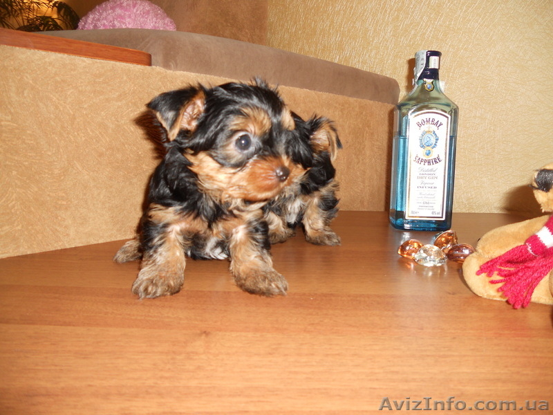 сказочной красоты детки - йоркширского терьера!!! - <ro>Изображение</ro><ru>Изображение</ru> #1, <ru>Объявление</ru> #875638