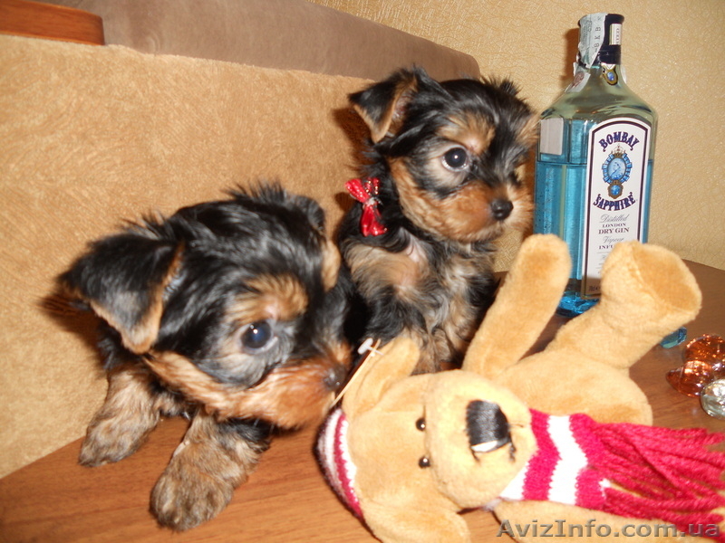 сказочной красоты детки - йоркширского терьера!!! - <ro>Изображение</ro><ru>Изображение</ru> #6, <ru>Объявление</ru> #875638