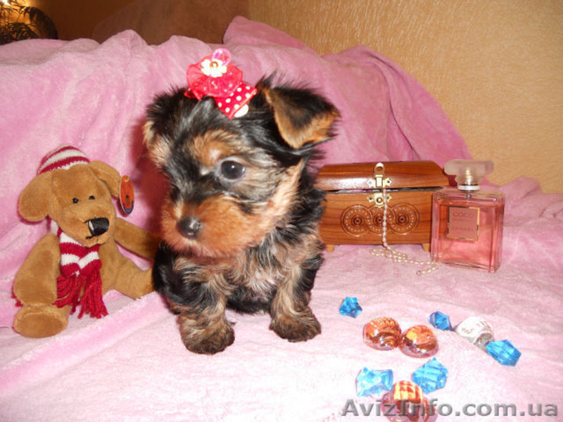 сказочной красоты детки - йоркширского терьера!!! - <ro>Изображение</ro><ru>Изображение</ru> #4, <ru>Объявление</ru> #875638