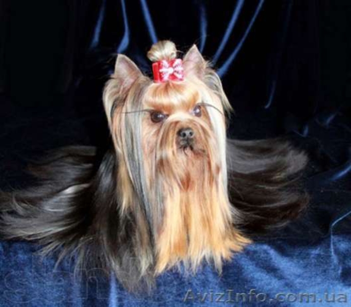 сказочной красоты детки - йоркширского терьера!!! - <ro>Изображение</ro><ru>Изображение</ru> #3, <ru>Объявление</ru> #875638