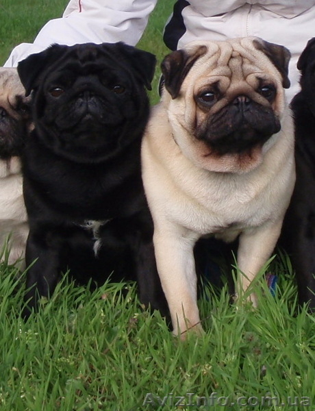 Щенки мопса с выставочными данными. От чемпионов. - <ro>Изображение</ro><ru>Изображение</ru> #1, <ru>Объявление</ru> #895409