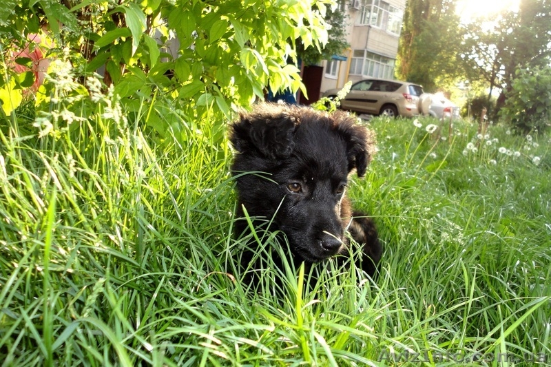 Обаятельные щеночки в добрые руки! - <ro>Изображение</ro><ru>Изображение</ru> #5, <ru>Объявление</ru> #904889