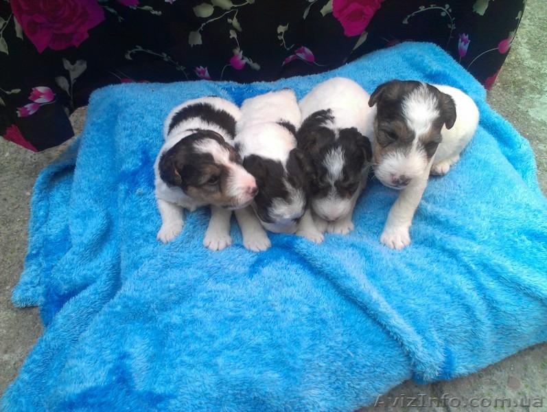 продам щеночков фокстерьера жосткошорстного - <ro>Изображение</ro><ru>Изображение</ru> #4, <ru>Объявление</ru> #901988