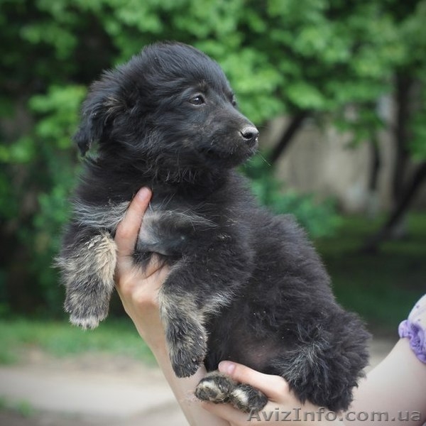 Обаятельные щеночки в добрые руки! - <ro>Изображение</ro><ru>Изображение</ru> #2, <ru>Объявление</ru> #904889