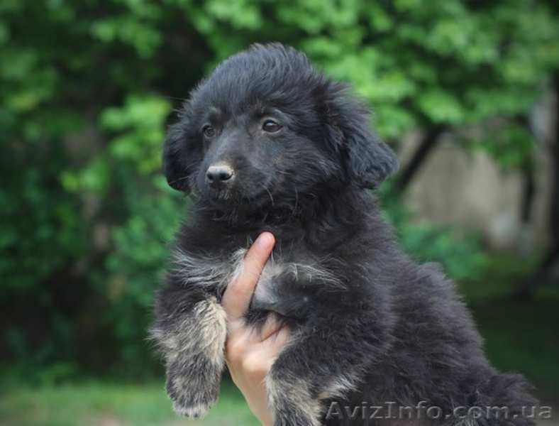 Обаятельные щеночки в добрые руки! - <ro>Изображение</ro><ru>Изображение</ru> #1, <ru>Объявление</ru> #904889