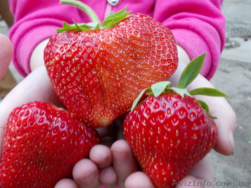 КЛУБНИКА, САДОВАЯ ЗЕМЛЯНИКА, саженцы. - <ro>Изображение</ro><ru>Изображение</ru> #3, <ru>Объявление</ru> #914302